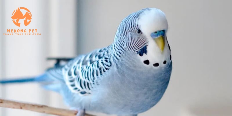 Chăm sóc vẹt yến phụng sao cho hiệu quả nhất